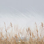 Papier peint Herbes hautes et ciel nuageux