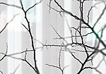 21179a 150x105 - Branches d'arbre sur un mur blanc - tegory