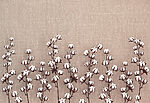 21323a 150x103 - Groupe de fleurs de coton - tegory