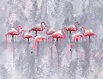 21386a 150x115 - Groupe de flamants roses - tegory