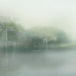 Papier peint Lac brumeux avec des arbres