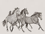 21751a 150x115 - Groupe de chevaux en train de courir - tegory