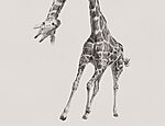 21753a 150x115 - Girafe avec la tête en l'air - tegory