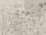 21778a 150x115 - Dessin de fleurs sur un papier - tegory