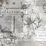 Papier peint Gros plan sur des fleurs