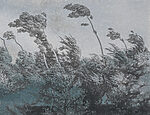 21929a 150x115 - Groupe d'arbres avec vent soufflant dans le vent - tegory