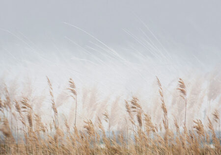 Papier peint d’un champ de blé doré