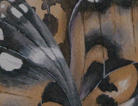 Papier peint ailes de papillons