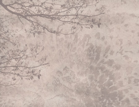 Papier peint ombre d’un arbre