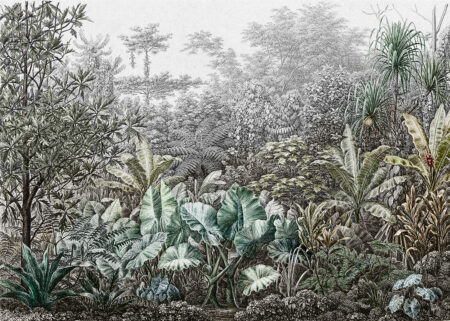 Papier peint gravure avec l’image d’arbres et de feuilles tropicales