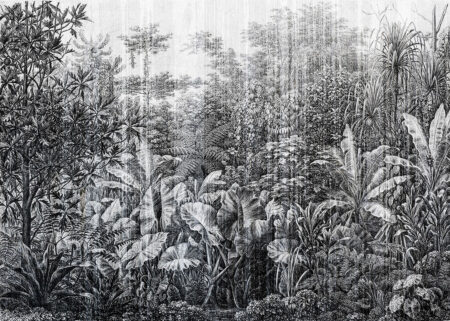 Papier peint gravure avec l’image d’arbres et de feuilles tropicales
