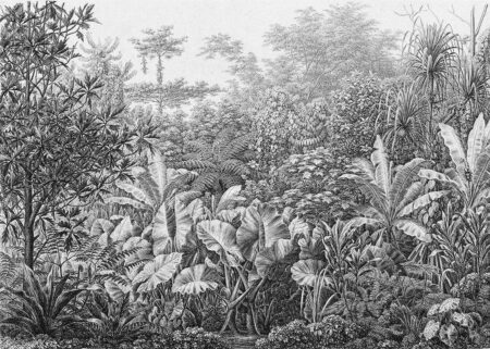 Papier peint gravure avec l’image d’arbres et de feuilles tropicales