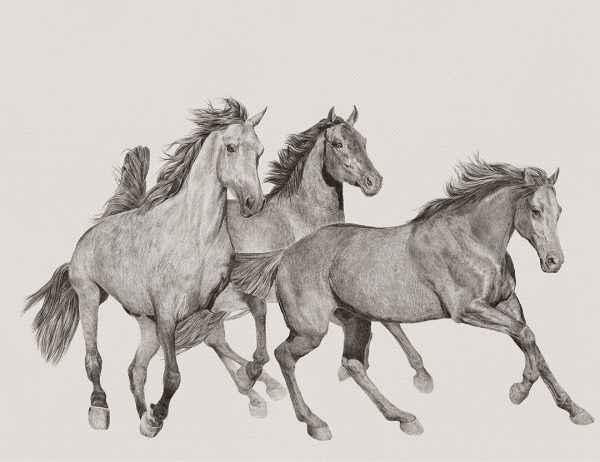Papier peint trois chevaux galopant dans le champ