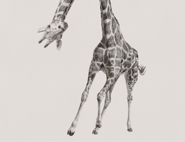 Papier peint girafe baissant la tête