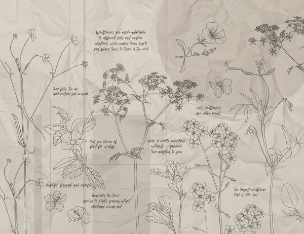 Papier peint illustrations botaniques de fleurs sauvages avec des inscriptions