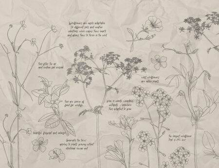Papier peint illustrations botaniques de fleurs sauvages avec des inscriptions