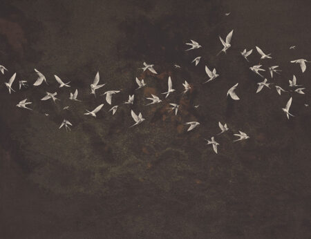 Papier peint oiseaux doux sur un fond texturé sombre