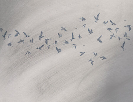 Papier peint oiseaux délicats sur un fond texturé gris