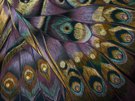 Papier peint empreinte d’aile de papillon