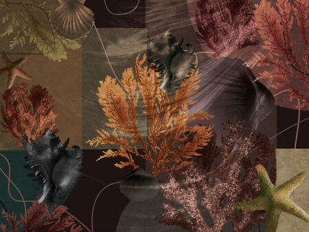 Papier peint coquillage foncé et étoile de mer