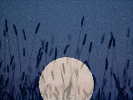 Papiers peints coucher et lever de soleil dans les roseaux